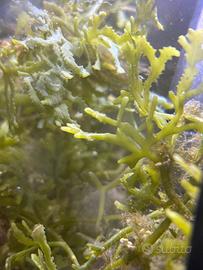 Macroalghe acquario marino