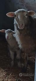 Pecora con Agnello