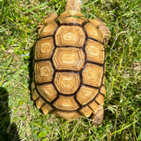 Tartaruga sulcata gialla