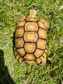 Tartaruga sulcata gialla