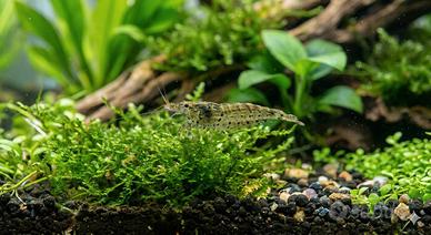 Neocaridina Super Robuste+piante e chiocciole