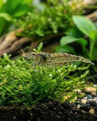 Neocaridina Super Robuste+piante e chiocciole