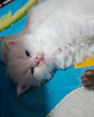 Gattini Ragdoll/periano normotipico