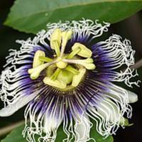 Passiflora Edulis ( Maracuja)