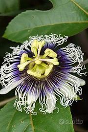Passiflora Edulis ( Maracuja)