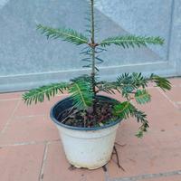 Pianta Abies Alba abete bianco in vaso 14 h 20 cm