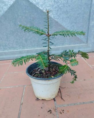 Pianta Abies Alba abete bianco in vaso 14 h 20 cm