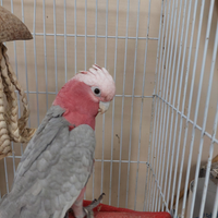 Cacatua roseicapilla allevato a mano