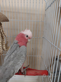 Cacatua roseicapilla allevato a mano