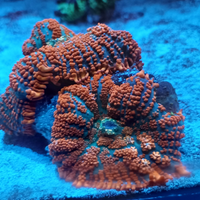 Corallo rhodactis superman