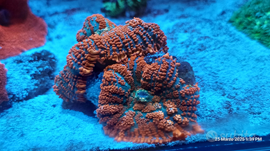 Corallo rhodactis superman