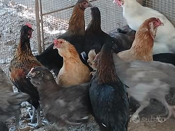 Galline Ovaiole