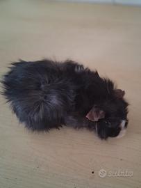 Cavie porcellini d'india