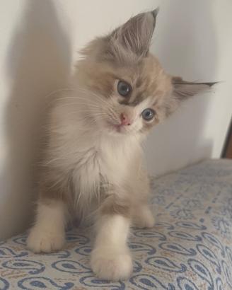 Ragdoll maschio 2 mesi occhi azzurri