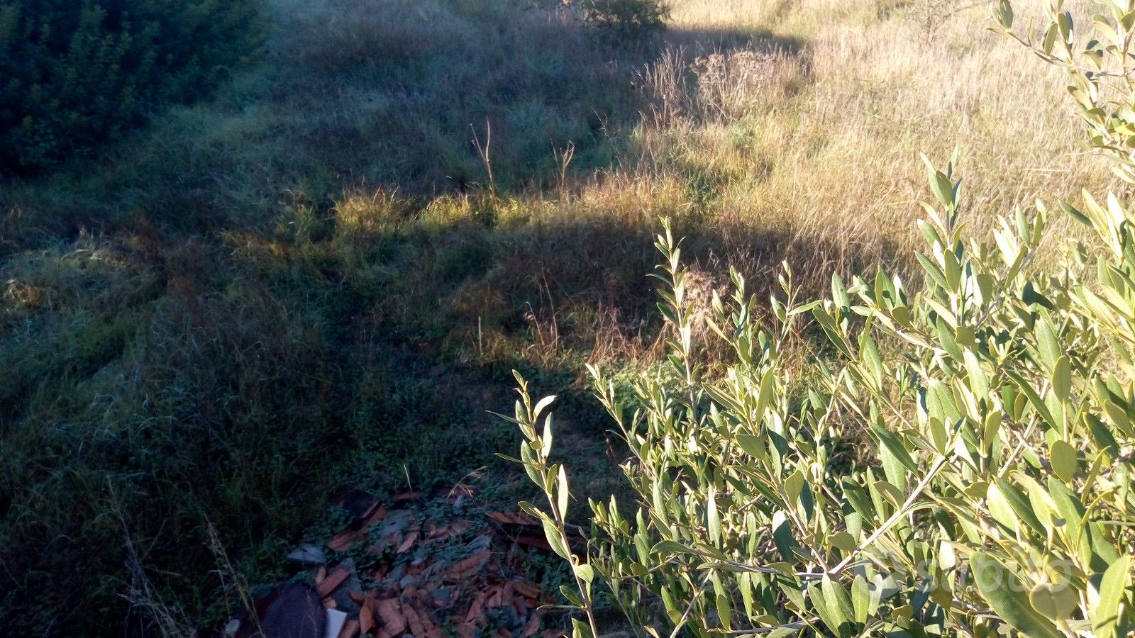 Terreno agricolo San Isidoro Quartucciu - Vista 2