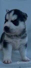 Siberian Husky
