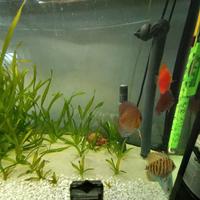 acquario  discus