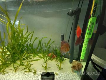 acquario  discus