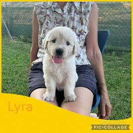 Cuccioli di Golden Retriever