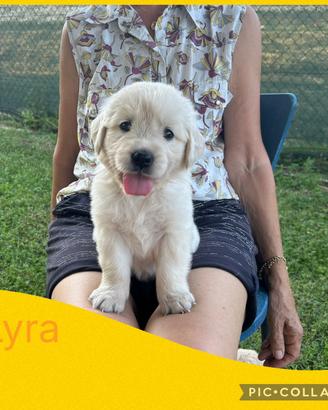 Cuccioli di Golden Retriever
