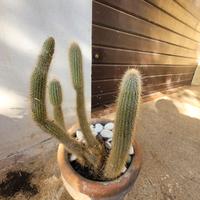 cactus espostoa guentheri coda di scimmia 