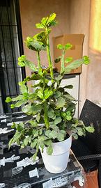 Opuntia Brasiliensis