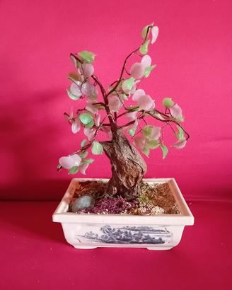 bonsai 
