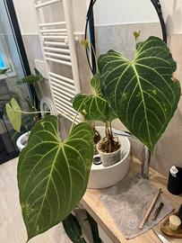 Anthurium vari