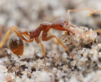 Formiche africane
