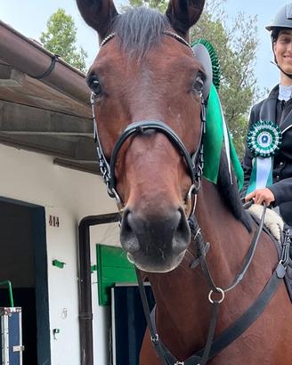 Castrone KWPN baio scuro