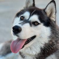 Siberian Husky