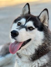 Siberian Husky