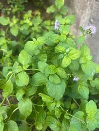 Menta basilico