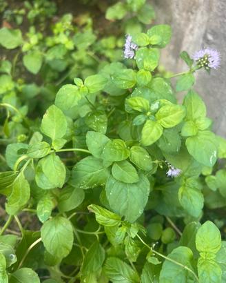Menta basilico