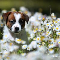 Cucciola jack russell