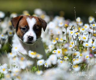 Cucciola jack russell