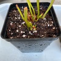 Sarracenia Leucophylla