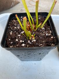 Sarracenia Leucophylla