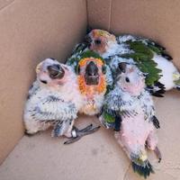 Pappagalli Conuro del Sole DA IMBECCO