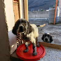 Cuccioli setter inglese