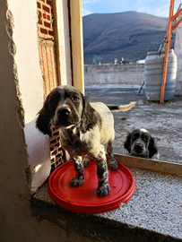 Cuccioli setter inglese