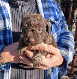 Cuccioli Lagotto Romagnolo