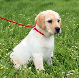 Labrador retriever con pedigree