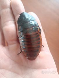 Blatta soffiante del madagascar