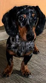 Gaspare desidera fidanzata