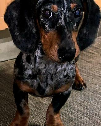 Gaspare desidera fidanzata