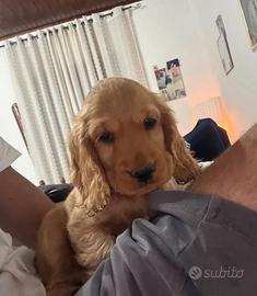 Cocker spaniel inglese