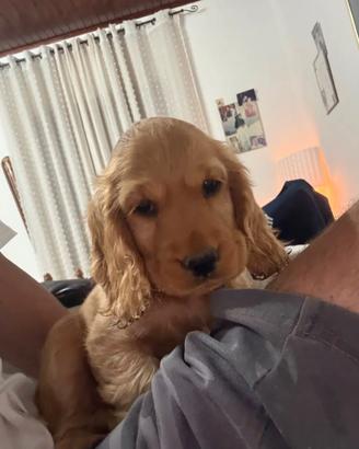 Cocker spaniel inglese