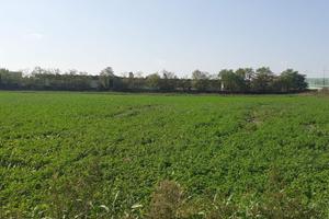 Terreno agricolo a Montirone