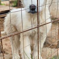 Cucciolo in adozione aiutami ad uscire dal canile